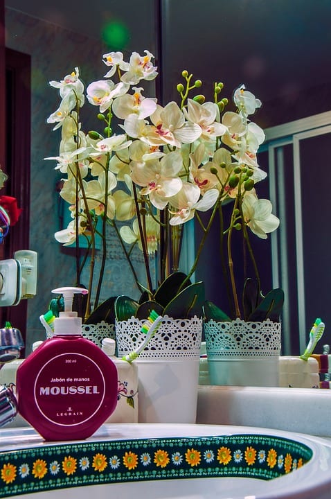 Orchideje jsou ozdobou interiéru, ale jak se o ně starat?