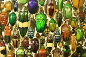 insect-gc277eba6e_640