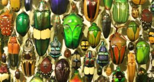 Vlastní sbírka brouků je pro někoho splněný sen