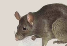 Jak vyhubit krysy