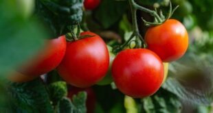 Jak pěstovat rajčata?
